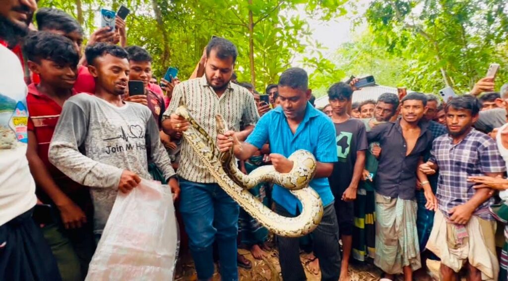 শ্রীমঙ্গলে বসতঘরের সিলিংয়ে ঝুলছিল বিশালাকৃতির অজগর