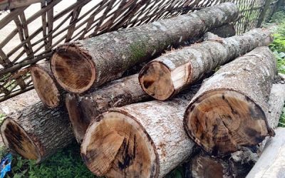 কুলাউড়ায় সামাজিক বনায়নের গাছ কাটার অভিযোগ