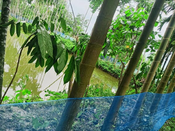 অভিবাসী কর্মীর ভোগদখলকৃত পুকুর ও সুপারি বাগান জবরদখলের চেষ্টা